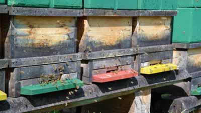 Bienenstock