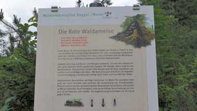 Lehrtafel Waldameisen